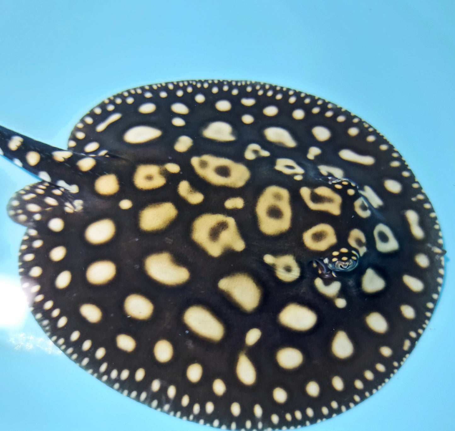 Eclipse Black Diamond Stingray (Potamotrygon leopoldi)