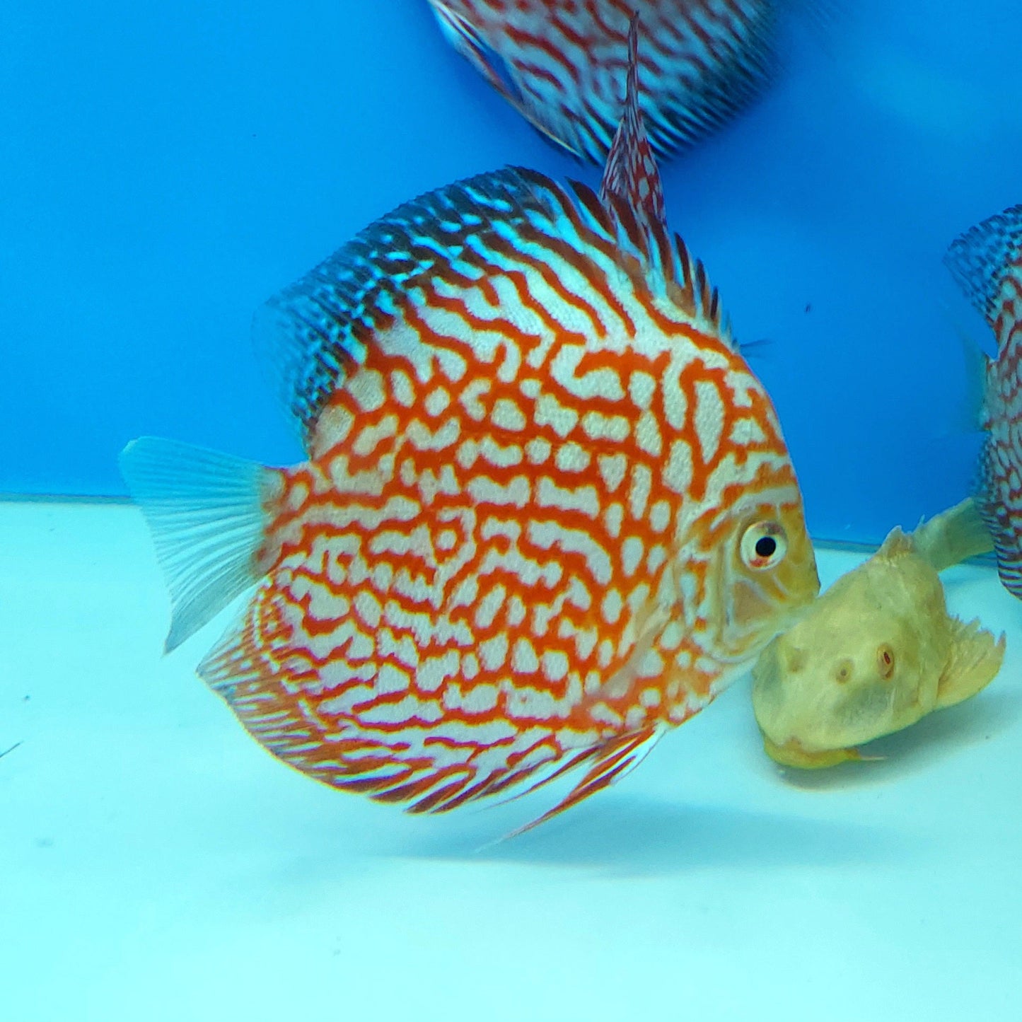 Red Checkerboard Pigeon Discus (Symphysodon aequifasciatus)
