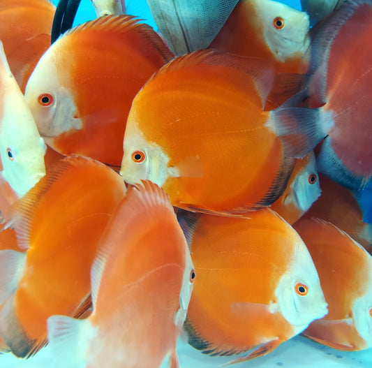 Super Red Melon Discus (Symphysodon aequifasciatus)