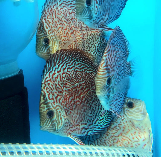 Sakura Mosaic Leopard Discus (Symphysodon aequifasciatus)