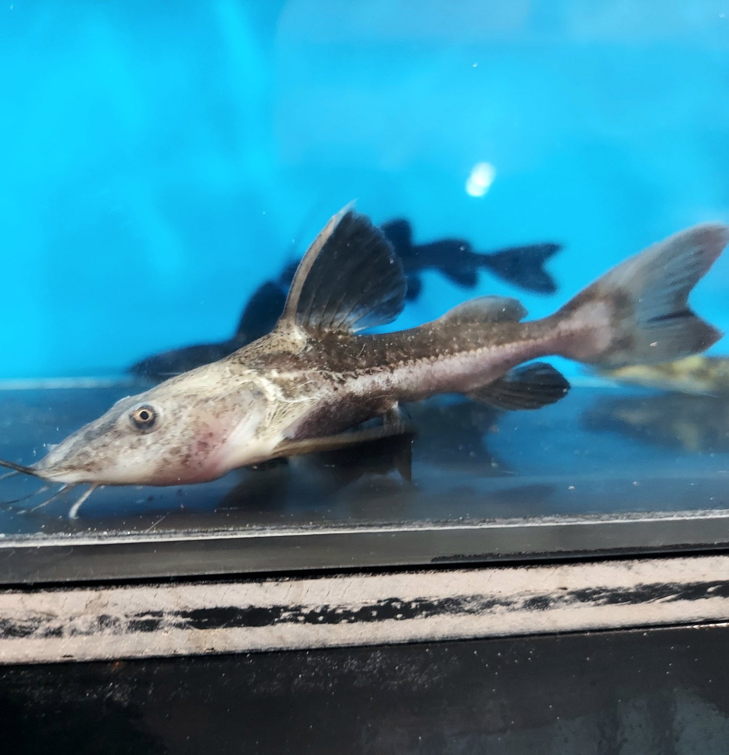 Redtail Ripsaw Catfish (Oxydoras niger)
