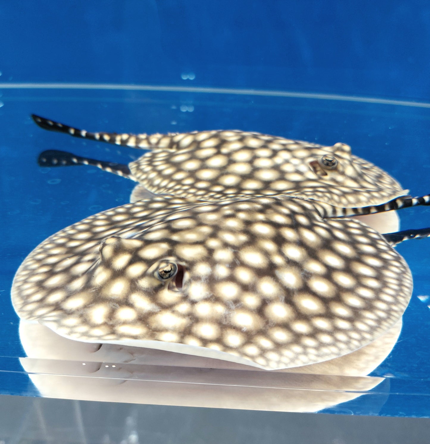 Galaxy P14 Stingray (Potamotrygon albimaculata)