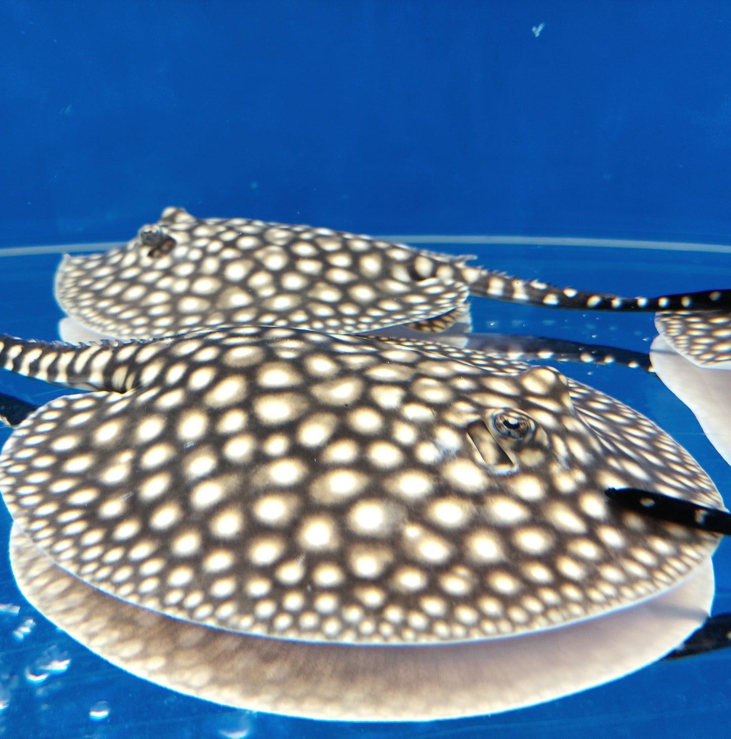 Galaxy P14 Stingray (Potamotrygon albimaculata)