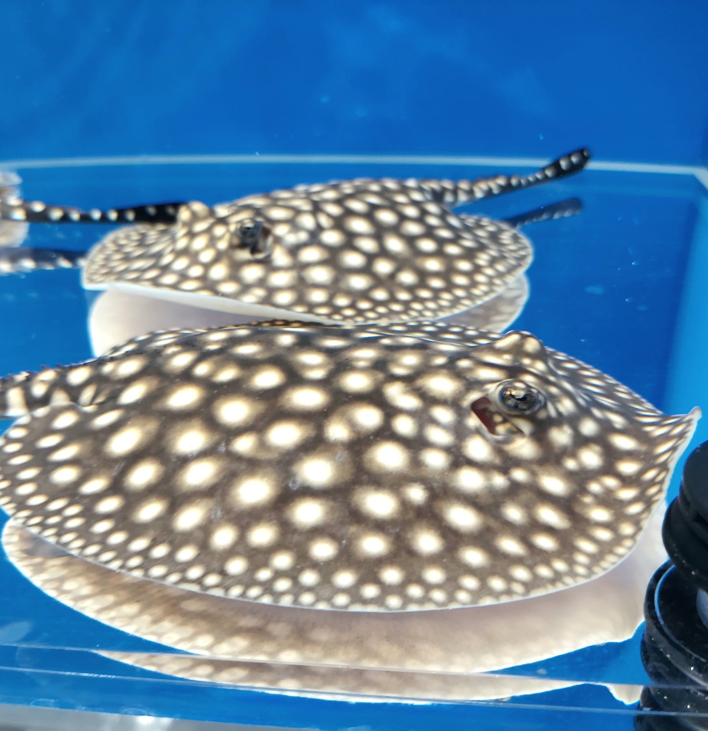 Galaxy P14 Stingray (Potamotrygon albimaculata)