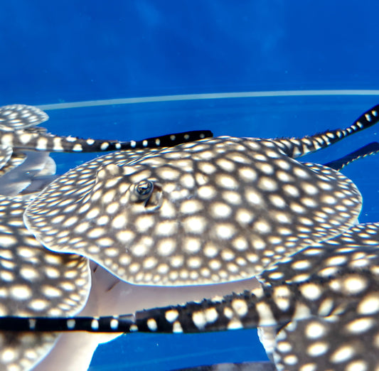 Galaxy P14 Stingray (Potamotrygon albimaculata)