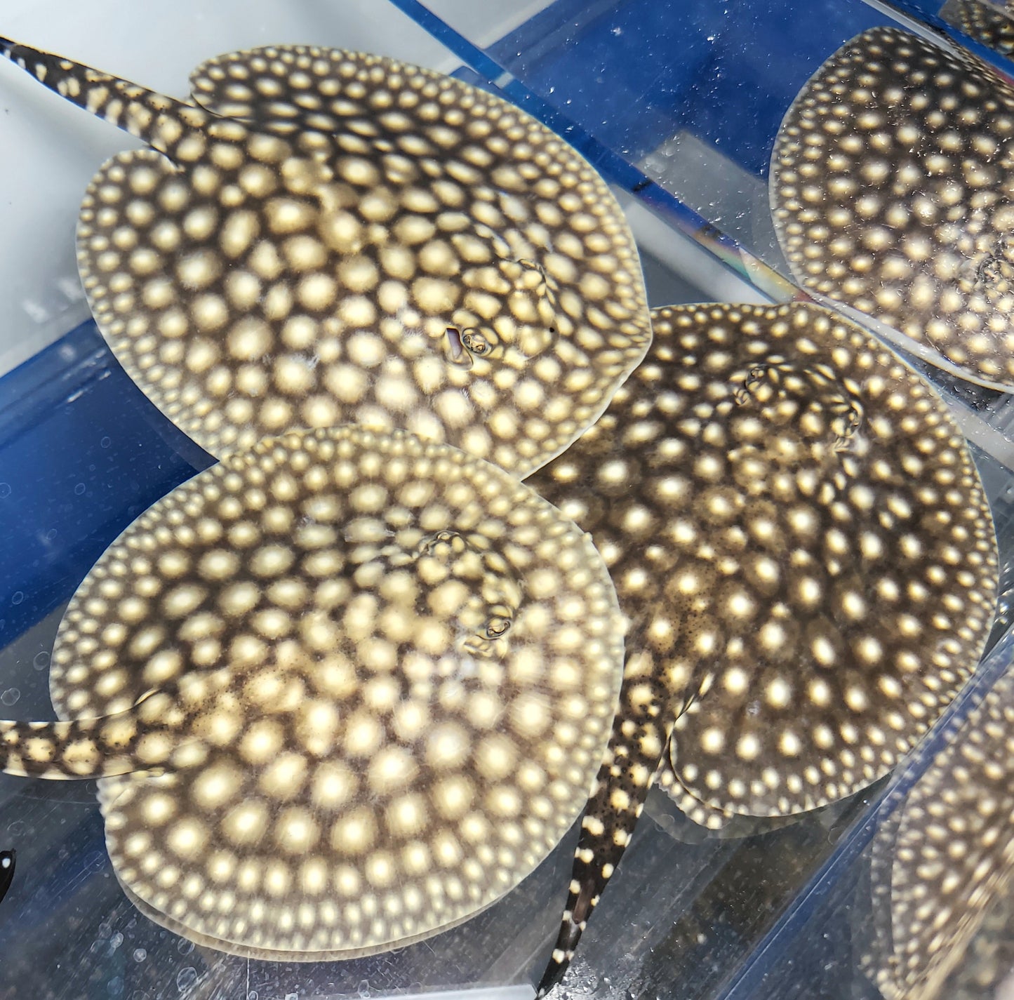 Galaxy P14 Stingray (Potamotrygon albimaculata)