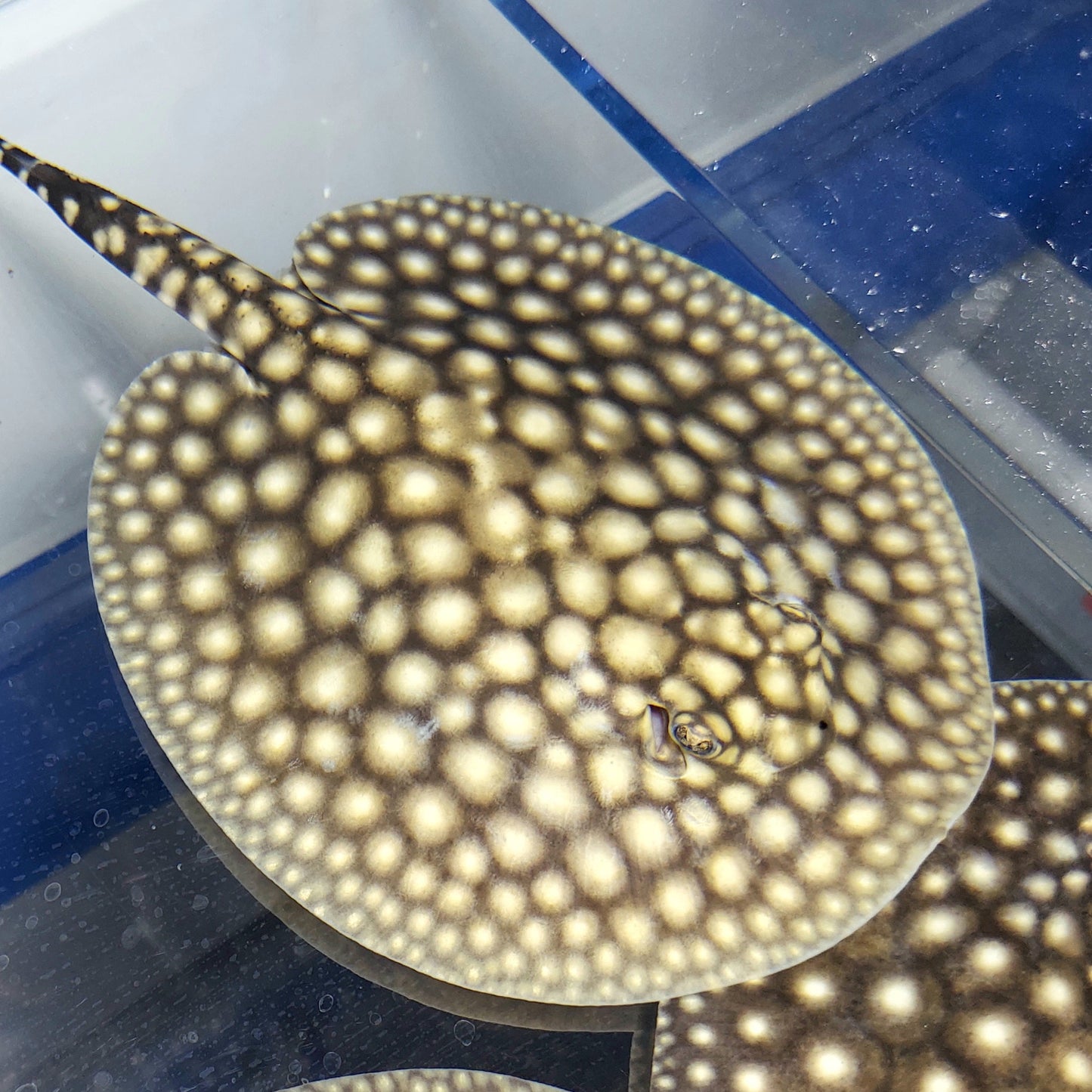 Galaxy P14 Stingray (Potamotrygon albimaculata)