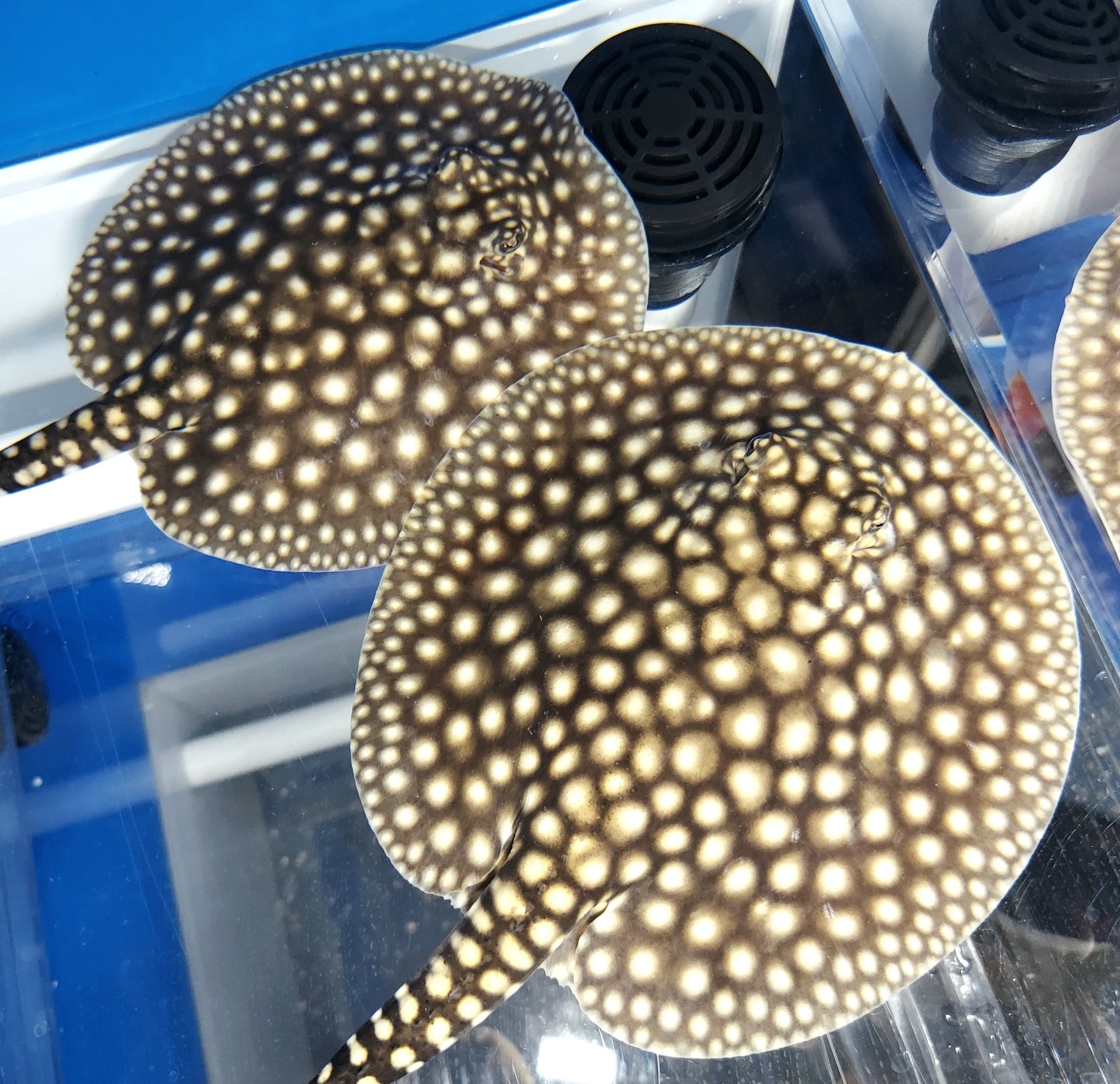 Galaxy P14 Stingray (Potamotrygon albimaculata)