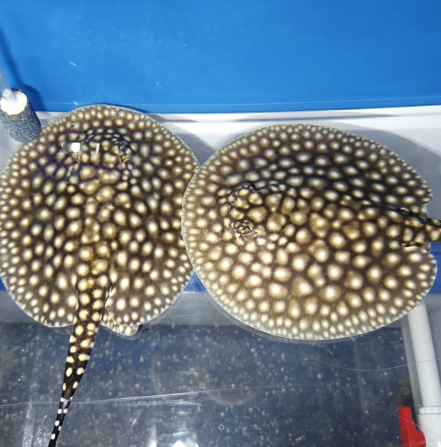 Galaxy P14 Stingray (Potamotrygon albimaculata)