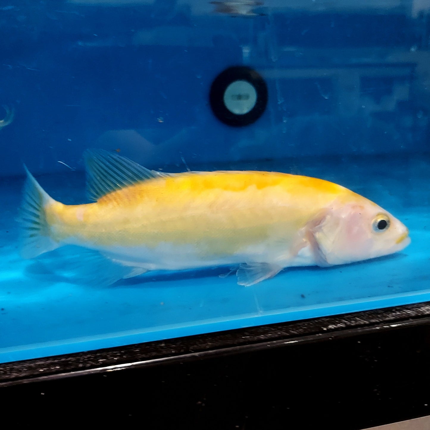 Golden / White Mandarin Perch (Siniperca scherzeri)