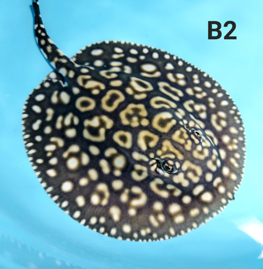 Black Diamond Super Hybrid Stingray (Potamotrygon leopoldi sp)