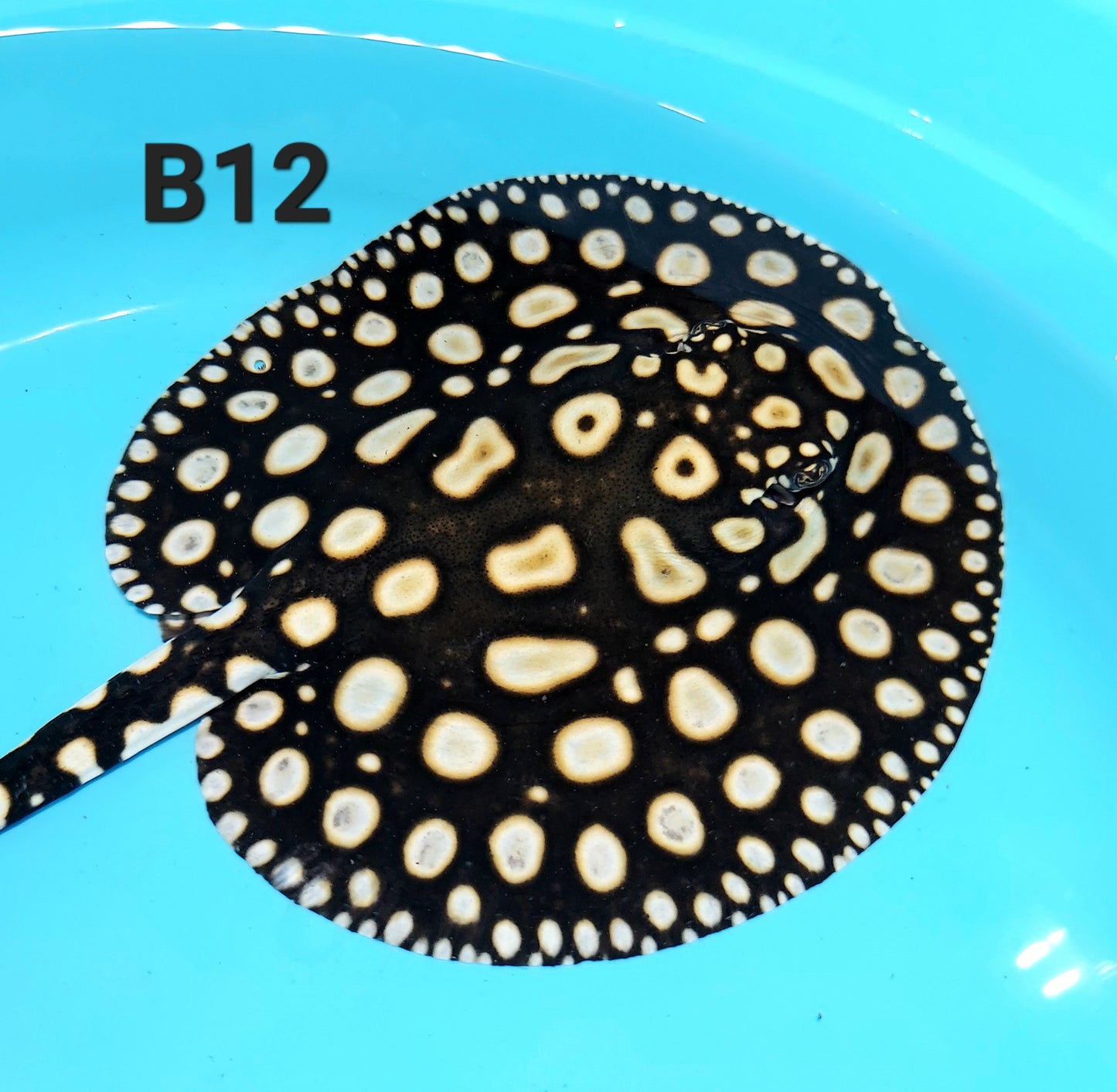 Eclipse Black Diamond Stingray (Potamotrygon leopoldi)