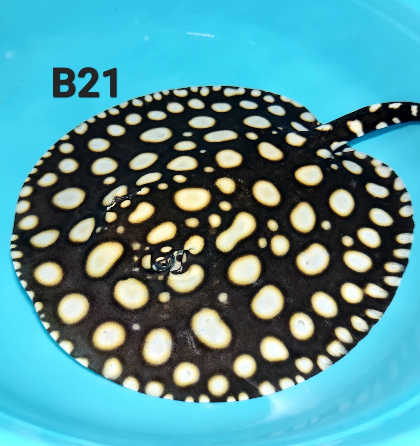 Thousand Island Black Diamond Stingray (Potamotrygon leopoldi)