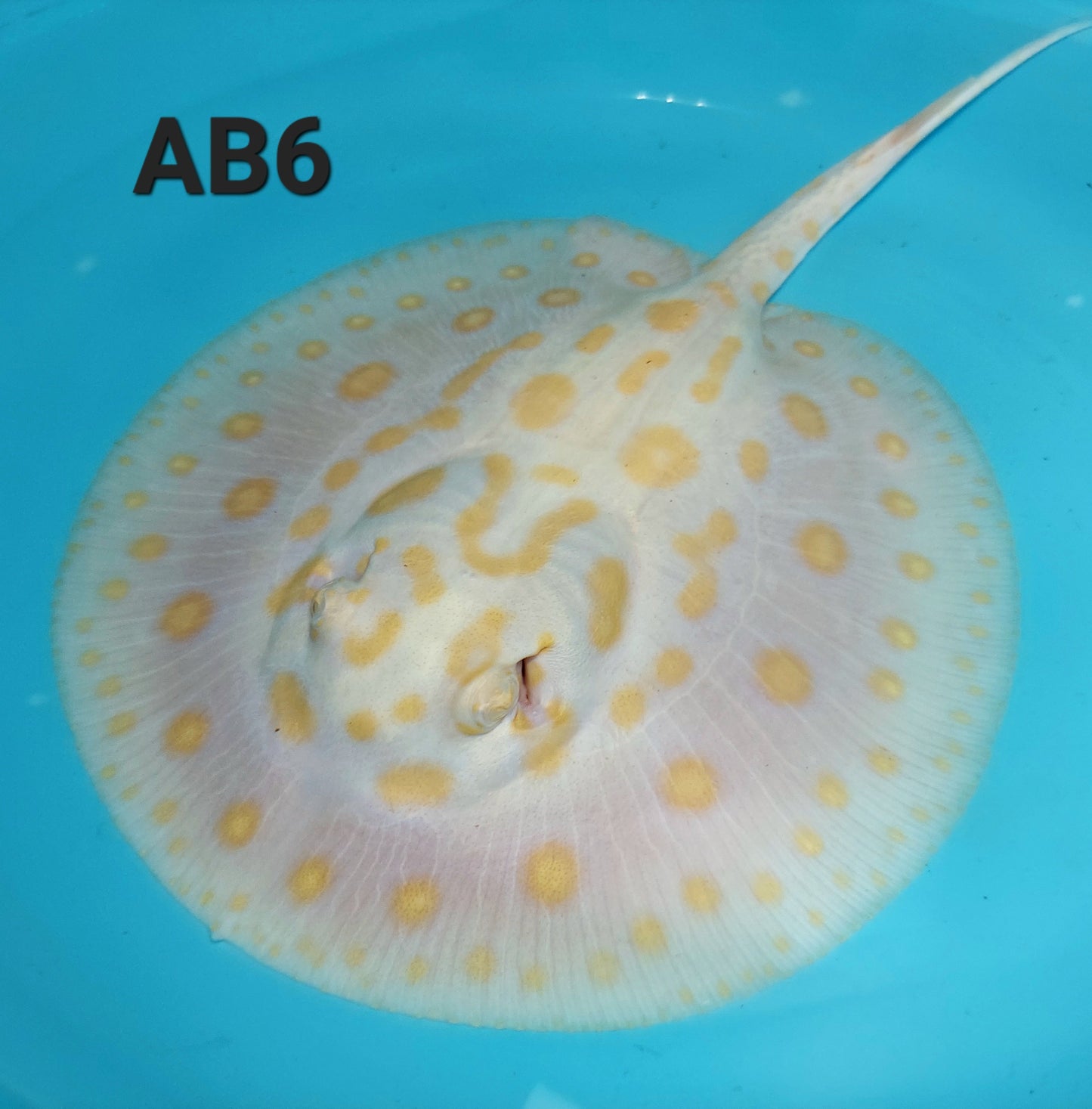 Albino Black Diamond Stingray (Potamotrygon leopoldi)