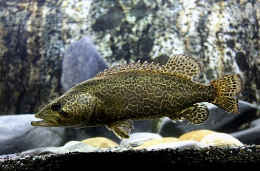 Leopard Mandarin Perch (Siniperca scherzeri)