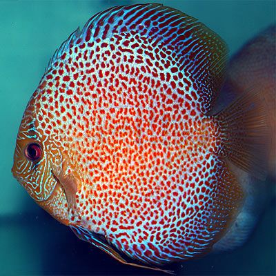 Eruption Leopard Snakeskin Discus (Symphysodon aequifaciatus)