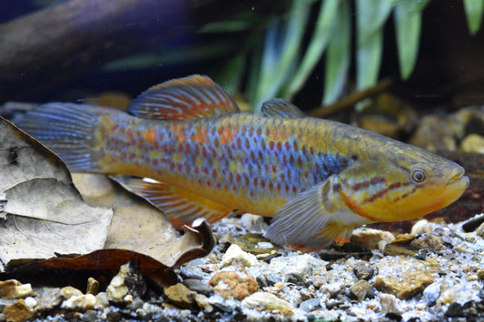 Rainbow Snakehead Gudgeon (Giuris margaritacea)