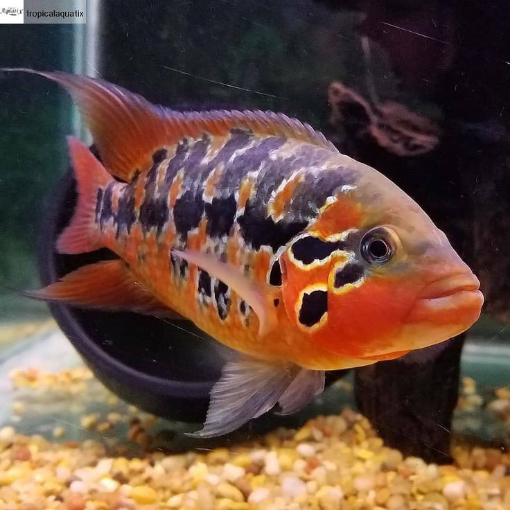 Red Tiger Motaguensis Cichlid (Parachromis motaguensis)