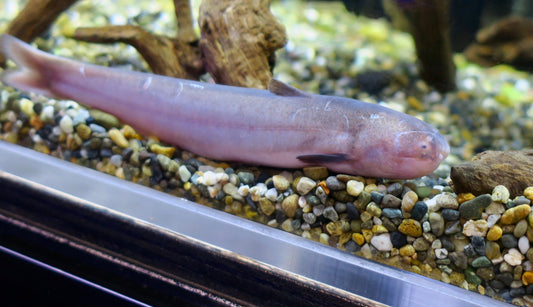Purple Cobra Candiru (Cetopsis candiru)