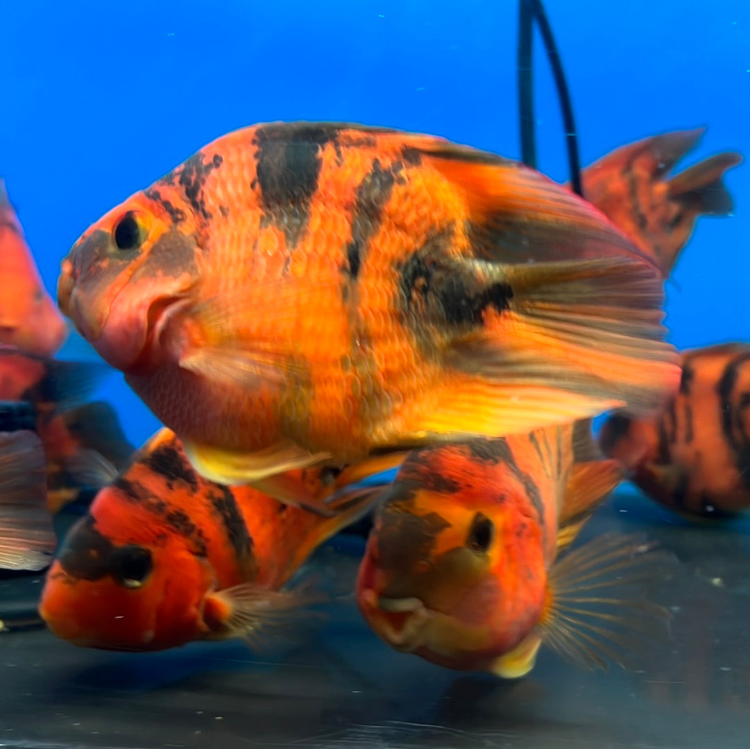 Red Tiger Parrot Cichlid (Cichlasoma  sp)