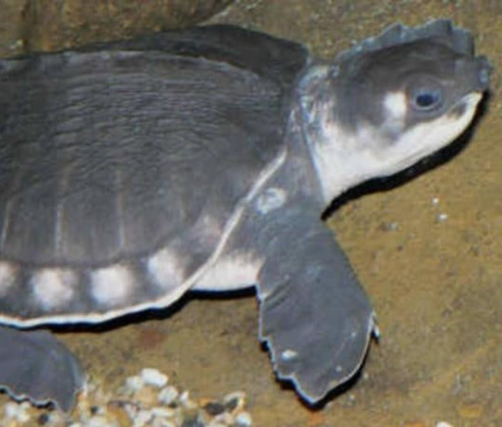 Fly River Turtle (Carettochelys insculpta)