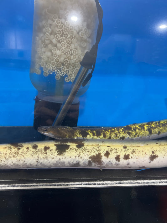 Marbled Luecistic Japanese Eel (Anguilla japonica)