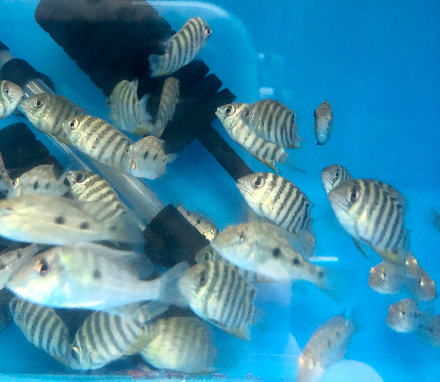 Red Tiger Severum Rio Negro Curare (Heros severus)