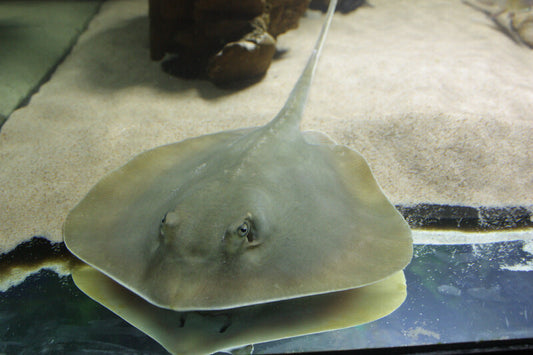 Atlantic Stingray (Dasyatis sabina)