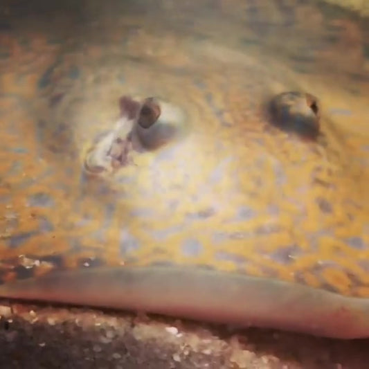 Tiger Stingray (Potamotrygon tigrina)