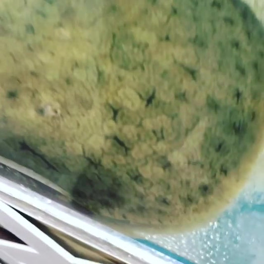 MARBLE CEJA STINGRAY