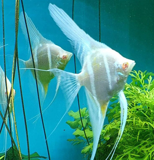 Albino Dantum Angelfish (Pterophyllum altum sp)