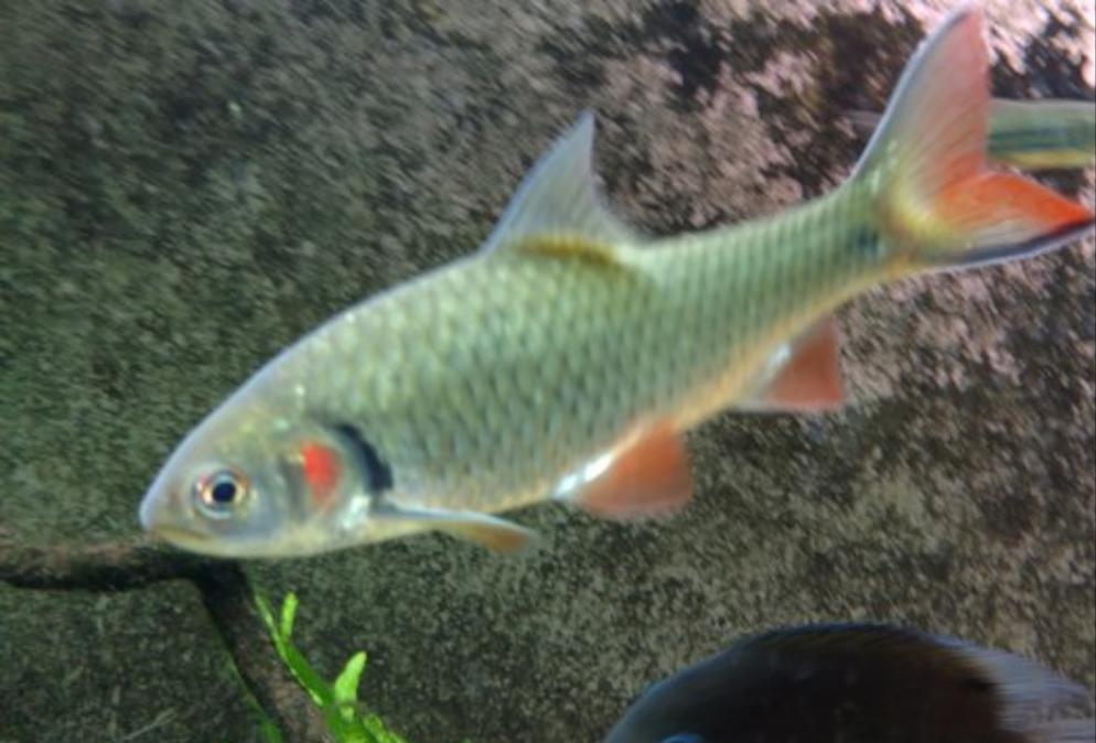 Red Cheek Javaen Barb (Systomus orphoides)