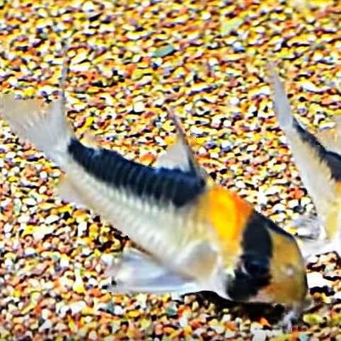 Adolfoi Cory Catfish (Corydoras adolfoi)