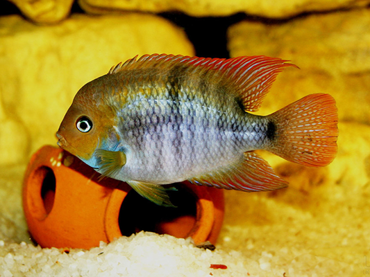T-Bar Cichlid (Amatitlania sajica)