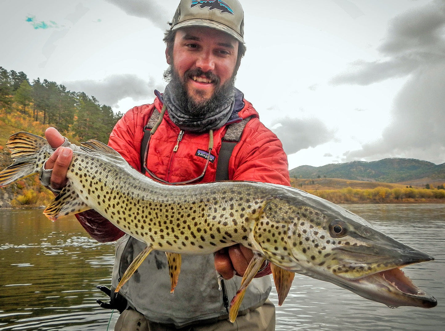 Amur Pike (Esox reichertii)