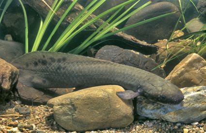 Australian Lungfish (Neoceratodus forsteri)