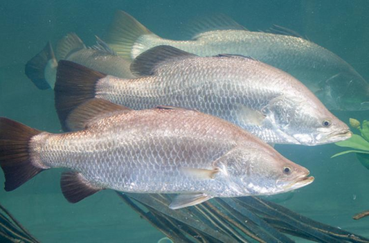 Barramundi (Lates calcarifer)