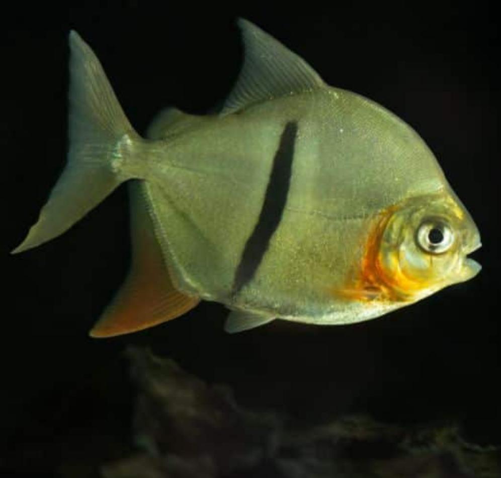 Thin Bar Silver Dollar (Myleus schomburgkii)