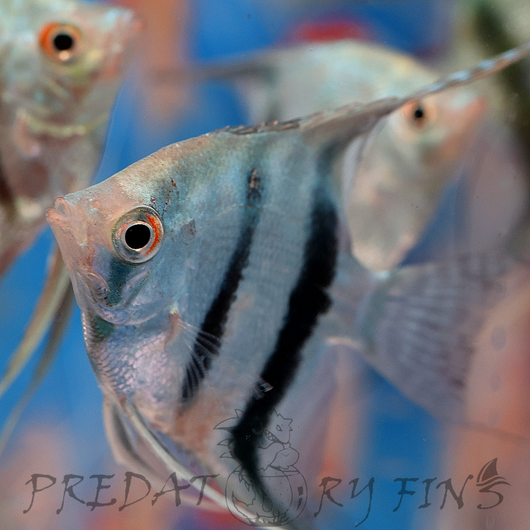 Blue Diamond Angelfish (Pterophyllum scalare sp)