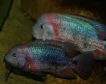 Angostura Cichlid (Vieja breidohri)