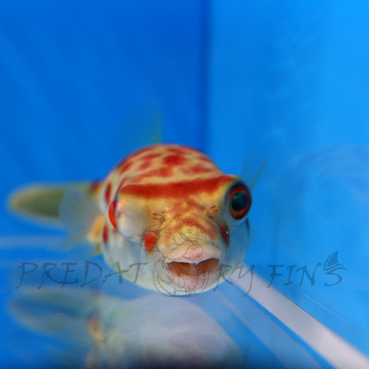 Cross River Puffer Fish (Tetraodon pustulatus)