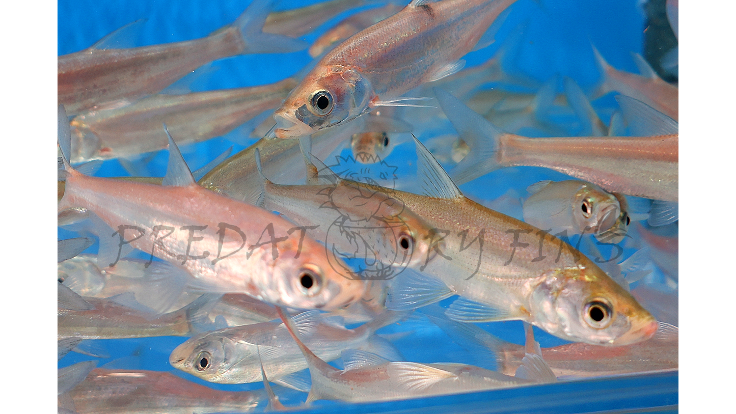 Predatory Carp (Chanodichthys erythropterus)