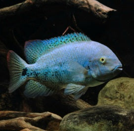 Blue Topaz Coatza Cichlid (Vieja coatzacoalcos)