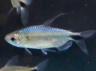 African Blue Diamond Tetra (Alestopetersius smykalai)