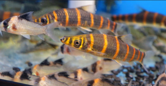 Red Banded Leporinus (Synaptolaemus latofasciatus)