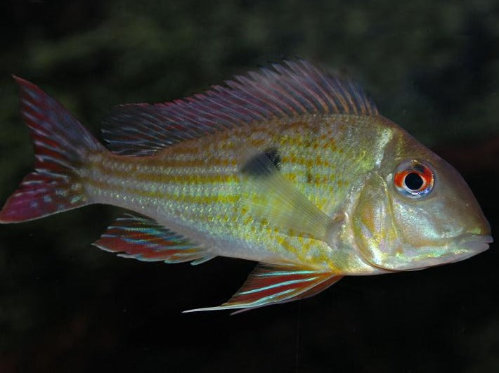Geophagus Abalios (Geophagus abalios)