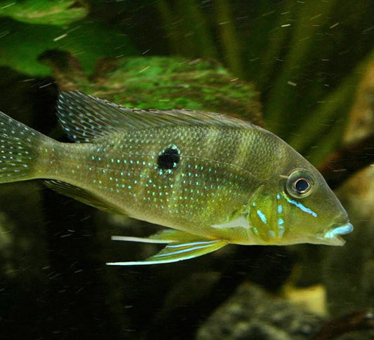 Xingu Blue Lip Eartheater Cichlid (Geophagus argyrostictus)