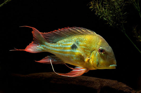 Stripetail Eartheater Cichlid (Geophagus winemilleri)