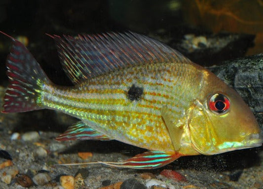 Geophagus Abalios (Geophagus abalios)