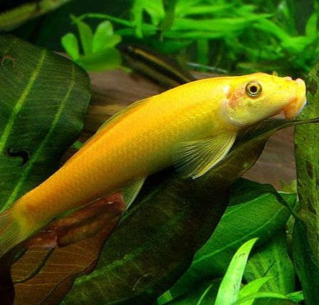 Golden Chinese Algae Eater (Gyrinocheilus aymonieri)